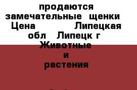 продаются замечательные  щенки › Цена ­ 7 000 - Липецкая обл., Липецк г. Животные и растения » Собаки   